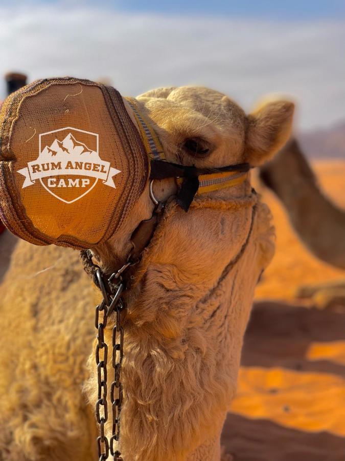 Rum Angel Camp Wadi Rum Bagian luar foto